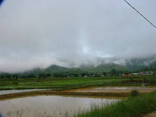 Bario Rice Padis